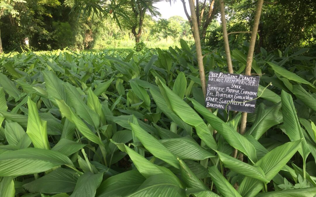 Is philanthro-capitalism endangering sustainable development?