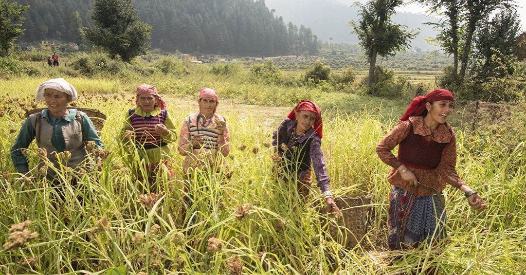 One Empire over Seed: Control Over the World’s Seed Banks